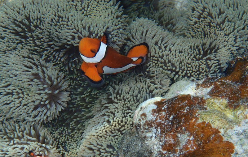 �x�W�^���A���G���uveggy�v�������ďC�b���̃o�����X�𐮂��鉻�ϐ��y�x�W�B�r���[�e�B�z
���T�C�g